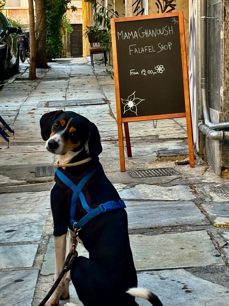 A dog waiting on the pavement next to the falafel shop chalkboard